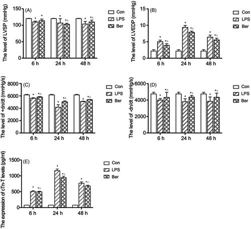 Figure 1. Effect of berberine on cardiac hemodynamics in a rat model of sepsis. (A) LVSP (mmHg) at 6, 24, and 48 h; (B) LVEDP (mmHg) at 6, 24, and 48 h; (C) +dp/dt max (mmHg) at 6, 24, and 48 h; (D) –dp/dt max (mmHg) at 6, 24, and 48 h. (E) Levels of cTnT measured by ELISA at 6, 24, and 48 h. *p < 0.05 indicates significance in comparison with the Con group; △p < 0.05 indicates significance in comparison with the LPS group.