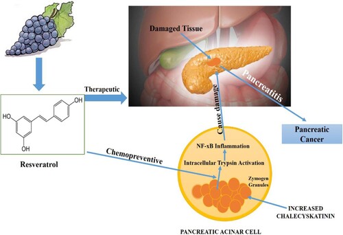 Figure 3. Chemo-preventive and therapeutic activity of resveratrol in management of pancreatic cancer.