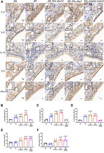 Figure 5 Allergic inflammation in nasal mucosa. (A) Representative images of IL-4, IL-5, IL-13, IL-2 and IFN-γ expression in nasal mucosa detected by immunohistochemistry. (B–F) Statistical analysis of the percentages of cells positive for (B) IL-4, (C) IL-5, (D) IL-13, (E) IL-2 and (F) IFN-γ in the nasal mucosa. Green and black arrows indicate positively stained cells. Scale bars = 20 μm. The AR group was sensitized with HDM challenge. The AR-SO2-day15 group and AR-SO2-day1 group included HDM-sensitized mice exposed to SO2 beginning on day 15 and day 1, respectively. The NS group was challenged with normal saline instead of HDM. The SO2-treated control group was challenged with normal saline and exposed to SO2 beginning on day 1. The data are shown as the mean ± SEM. *p < 0.05 vs the NS group. #p < 0.05 vs the SO2-treated control group. ap < 0.05 vs the AR group. bp < 0.05 vs the AR-SO2-day15 group.