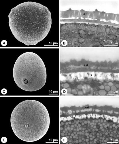 Figure 2 Pollen walls without compact or detectable endexine.A. Betula sp. Overall view of the birch pollen grain. B. Betula sp. Cross section of pollen grain wall. Microchannels within the ektexine. TCH+Sp (lipid‐test). C. Secale cereale. Overall view of the rye pollen grain. D. Secale cereale. Cross section of pollen grain wall. Microchannels within the ektexine. PA+TCH+Sp (short). E. Phleum pratense. Overall view of the grass pollen grain. F. Phleum pratense. Cross section of pollen grain wall. Microchannels within the ektexine. PA+TCH+Sp (short). A, C & E. SEM. B, D & F. TEM (ekt = ektexine, i = intine).