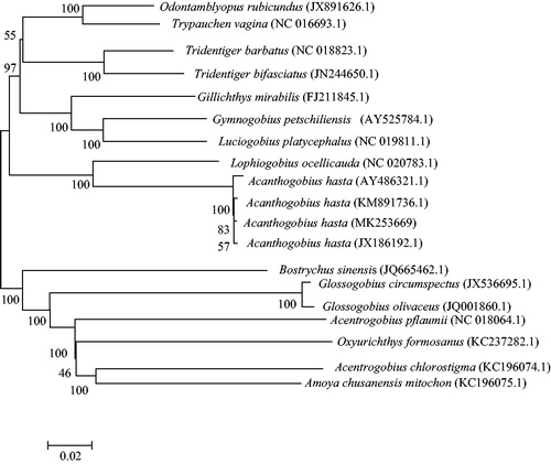 Figure 1. The NJ phylogenetic tree of the Gobioidei species. Numbers on each node are bootstrap values of 1000 replicates.