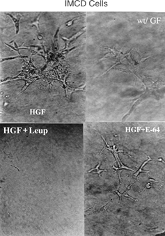 Figure 4 Three-dimensional culture of IMCD cells in the presence of HGF (10 ng/mL) (HGF) or in its absence (wt/GF), or treated with HGF (10 ng/mL) + leupeptin (10 μg/mL) (HGF + Leup) or HGF (10 ng/mL) + E-64 (10 μg/mL) (HGF + E-64). Photograph taken on the third day of culture with the same magnification.