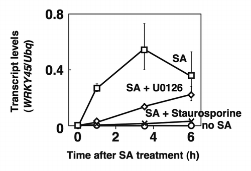 Figure 1. Transcriptional induction of WRKY45 due to autoregulation is suppressed by a MAPKK inhibitor. Oc cells were treated with SA (1 mM) in the presence or absence of a MAPKK inhibitor (1 µM U0126) or a protein kinase inhibitor (10 µM staurosporine). Transcript levels of WRKY45 and ubiquitin (internal standard) were detected by quantitative RT-PCR.