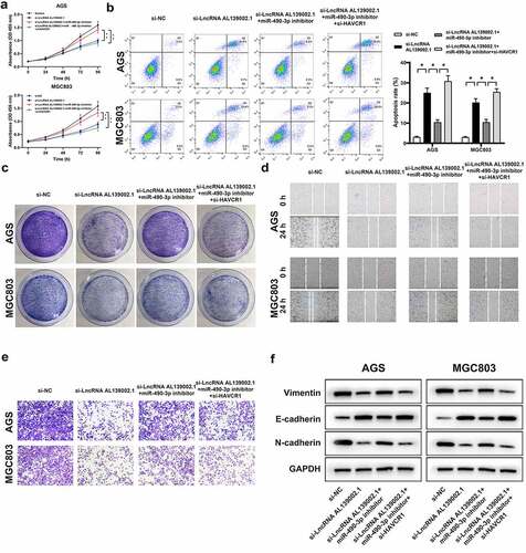 Figure 5. LncRNA AL139002.1 regulated the proliferation, apoptosis, migration, invasion and EMT of GC cells by miR‑490‑3p/HAVCR1. Silencing of lncRNA AL139002.1, miR‑490‑3p inhibitor and silencing of HAVCR1 were transfected into AGS and MGC-803 cells. (a, b) Proliferation and apoptosis assays of cells by CCK-8 assay and flow cytometry. (c) The results of the colony formation of cells. (d) Migration assay of cells by wound healing analysis (40×). (e) Invasion assay of cells by transwell assay. (f) Western blot of E-cadherin, vimentin and N-cadherin proteins in AGS and MGC-803 cells