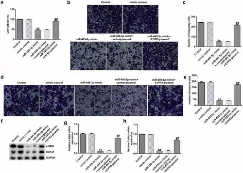 Figure 7. miR-495-3p restrained PDGF-BB-induced enhancement in LX-2 cell proliferation, migration, and invasion by inhibiting S1PR3 levels. PDGF-BB-treated LX-2 cells were transfected with mimic control, miR-495-3p mimic, control plasmid, S1PR3 plasmid, miR-495-3p mimic + control plasmid, or miR-495-3p mimic + S1PR3 plasmid for 24 h. (a) MTT assay was used to evaluate cell viability. (b, c) Migratory abilities were determined by Transwell assay (magnification: 200×). (d, e) Invasive capabilities were verified by Transwell assay (magnification: 200×). (f) Western blot assay was used to detect α-SMA and Col1α1 protein expression. (g) mRNA expression of α-SMA was examined by qRT-PCR analysis. (h) mRNA expression of Col1α1 was examined by qRT-PCR analysis. Data were expressed as means ± SD, and experiments were repeated for at least for 3 times. **p < 0.01 vs. mimic control; ##p < 0.01 vs. miR-495-3p mimic+control-plasmid.