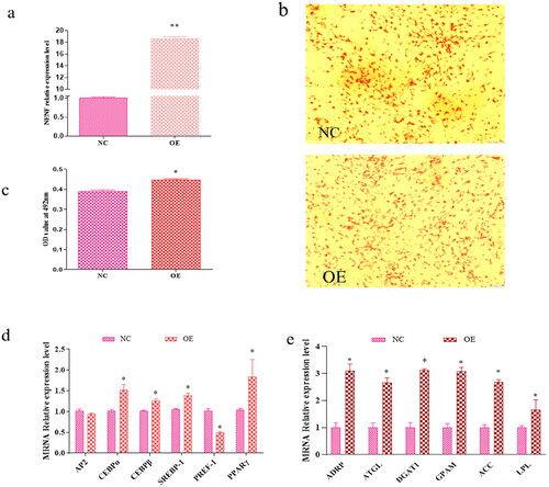 Figure 4. NENF overexpression promotes intramuscular adipocytes differentiation. (a) Quantitative polymerase chain reaction (qPCR) detects the overexpression efficiency of NENF in goat intramuscular adipocytes. (b) Oil red O staining of goat adipocytes. (c) Quantitative analysis of oil red O staining signal was indicated by absorbance at 492 nm. (d) Effect of overexpression of NENF on gene related to adipocytes differentiation of goat, expression changes in AP2, CEBPα, CEBPβ, SREBP-1, PREF-1, and PPARγ in intramuscular adipocytes. (e) Effects of NENF overexpression on genes associated with lipid synthesis in goat adipocytes. Changes in the expression of ADRP, ATGL, DGAT1, GPAM, ACC, and LPL in intramuscular adipocytes. *means P < 0.05, significant difference. **means P < 0.01, extremely significant difference.
