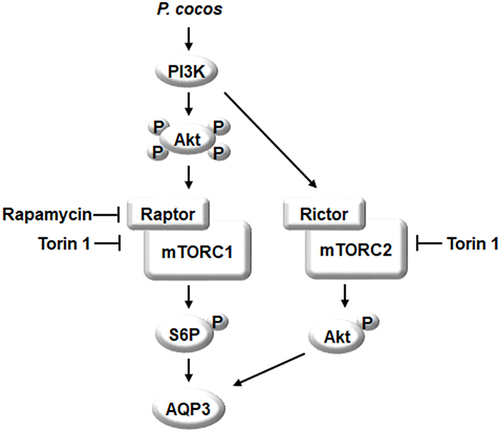 Figure 8 A signaling pathway by which EPC promotes AQP3 in HaCaT cells. EPC induced the PI3K/Akt activation. mTORC1 downstream target p70S6K and mTORC2 downstream target Akt Ser473 were activated by EPC, respectively. Finally, the level of intracellular AQP3 was increased by EPC via the PI3K/Akt/mTOR pathway.
