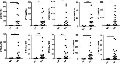 Figure 6. Hub gene expression in the muscle tissue. (IIM, idiopathic inflammatory myopathy, n = 24; NC, normal control, n = 12. **p < 0.005; ***p < 0.001; ****p < 0.0001).