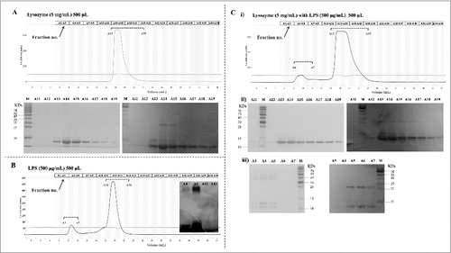 Figure 5. Analysis of LPSNMEC38 and lysozyme by gel filtration chromatography. (A) In the absence of LPS, lysozyme was eluted in fractions no. 13–19. SDS-PAGE and western blotting were used to detect the eluted lysozyme. (B) In the absence of lysozyme, LPS was eluted in two peaks, as determined by photometry, but only the first peak contained LPS, as indicated by SDS-PAGE (LPS silver-staining) (fractions 3–5). (C) Co-incubation of lysozyme with LPS resulted in the presence of lysozyme in the forward-shifted peak that contained fractions A4–A7. i) Gel filtration chromatography analysis of the lysozyme-LPS complex. ii) Presence of lysozyme in the peak containing fractions A13–A19, as demonstrated by SDS-PAGE (LPS silver-staining) and western blotting (with anti-lysozyme antibody). iii) Presence of lysozyme in the pronouncedly forward-shifted peak containing fractions A4–A7 (lysozyme presence in the peaks containing fractions 13–19 in Fig. 5A) shown by SDS-PAGE (LPS silver-staining) and western blotting (with anti-lysozyme antibody).