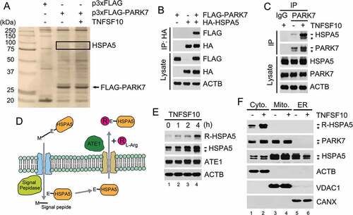 Figure 2. PARK7 interacts with R-HSPA5, the Nt-arginylated form of HSPA5. (a) Cells were engineered to stably express either p3x-FLAG or FLAG-tagged PARK7 (FLAG-PARK7) and treated with 5 ng/ml TNFSF10 for 4 h. Cell lysates were immunoprecipitated using anti-FLAG antibody, and the precipitated proteins were visualized using silver staining. (b) Cells were transiently transfected with a plasmid expressing either FLAG-PARK7 or HA-tagged HSPA5. After 48 h, cell lysates were immunoprecipitated with anti-HA antibody, followed by immunoblotting with anti-FLAG or anti-HA antibody (top). The presence of FLAG-PARK7 and HA-HSPA5 in the lysates was verified by immunoblotting (bottom). (c) Cells were treated with 5 ng/ml TNFSF10 for 3 h, and cell lysates were immunoprecipitated with anti-PARK7 antibody or mock antibody (rabbit IgG) followed by immunoblotting with anti-HSPA5 or anti-PARK7 antibody (top). The presence of HSPA5 and PARK7 in the lysates was verified using immunoblotting (bottom). (d) A schematic diagram in which TNFSF10 induces the Nt-arginylation of HSPA5. In this mechanism, newly synthesized HSPA5 translocates into the ER lumen, during which its signal peptide is cleaved off by the signal peptide peptidase, resulting in mature HSPA5. Our results suggest that TNFSF10 induces the cytosolic retrotranslocation and Nt-arginylation of lumenal HSPA5, resulting in cytosolic accumulation of R-HSPA5. (e) HCT116 cells were treated with 10 ng/ml TNFSF10, followed by immunoblotting of R-HSPA5, HSPA5, and ATE1. (f) HCT116 cells were treated with 5 ng/ml TNFSF10 for 4 h. Cell lysates were fractionated to enrich the cytosol, mitochondria, and ER. Fractionated proteins were immunoblotted for R-HSPA5, PARK7, HSPA5, the mitochondrial channel VDAC (voltage dependent anion channel), the ER chaperone CANX (calnexin).