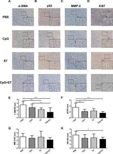 Figure 5 Immunohistochemical staining for α-SMA (A), p53 (B), MMP-2 (C), and Ki67 (D) in the tumor tissues. The data are representative of three animals per group. The immunohistochemistry scores for α-SMA (E), p53 (F), MMP-2 (G), and Ki67 (H) in the tumor tissues. Images are shown at ×100 magnification; scale bars = 100 μm. Insert images are at ×400 magnification; scale bars = 50 μm. Data are shown as means±SD. * P<0.05, ** P<0.01, *** P<0.001.
