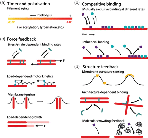 Figure 16. Sketch presenting the five fundamental regulative principles we focus on. For each principle, one or more generic examples are illustrated. Figure was adapted from Citation166.