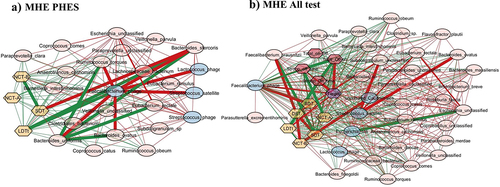 Figure 5. Cross-sectional correlation network shown centered around Faecalibacterium phage (a) MHE PHES, (b) MHE all test. Pink nodes: bacterial genera, blue nodes: viral genera, peach nodes: PHES subtests. Purple nodes: ICT values and Dark Pink nodes: Stroop values. Red lines: negative correlation and green lines: positive correlation.