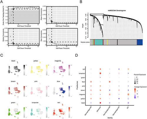 Figure 8 hdWGCNA identifies the modular signature genes of macrophage subsets in AF. (A) Soft power = 5 was selected to construct the scale-free network. (B) Hypervariable genes were clustered by hdWGCNA into 9 modules. Each leaf in the dendrogram represents an individual gene, while the color assigned at the bottom indicates its membership in a specific co‐expression module. The “gray” module consists of genes that were not grouped into any co‐expression module. (C) t-SNE plot showing the expression distribution of hub genes for each module across the 9 clusters. Darker colors represent higher module gene expression. (D) Dot plot presenting the average expression of module-specific hub genes in different macrophage subsets. The size of the dots represents the percentage of cell subtypes and the color of the dots represents the average expression of the module genes.