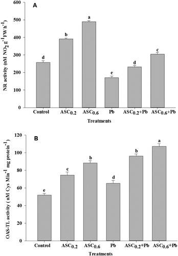 Figure 2. Effect of ASC on the activity of (A) nitrate reductase (NR) and (B) O-acetylserine (thiol) lyase (OAS-TL) in wheat plants under Pb-toxicity condition. Mean (±SE) was calculated from four replicates for each treatment. Bars with different letters are significantly different at P < .05, applying a Duncan Multiple Range Test.