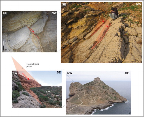 Figure 6. (a) ENE-WSW syn-depositional normal fault; locally divergent stratal pattern is recognized in marly layers (b); Marettimo Formation, Cemetery locality. (c) ENE–WSW normal faults separating the Monte Falcone Formation (MFA; Lias) from the Argilliti di Punta Troia (APT; Malm – lower Cretaceous) along a buttress unconformity surface sensu CitationDavis and Reynolds (1996) cropping-out at Punta Troia promontory (d).