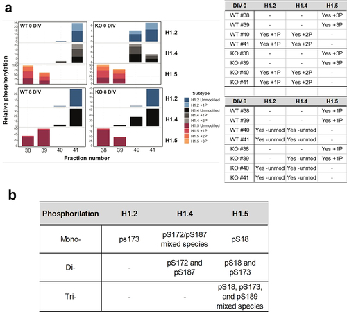 Figure 5. MS analysis of histone H1 phosphorylation. (a) relative amounts of histone H1 phosphorylation for histone H1.2, H1.4 and H1.5 for the HPLC fractions 38 to 41 shown in fig. 3A.1 for WT and KO ReNCell at 0 and 8 DIV. (b) phosphorylation sites determined by targeted MS2 (see materials and methods).