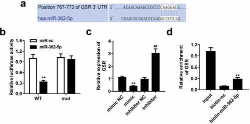 Figure 3. MiR-362-5p could target to GSR. (a) The binding sites of miR-362-5p on 3ʹUTR region of GSR was predicted. (b) Relative luciferase activity was measured when cells co-transfected with mimic plasmids together with wt GSR 3ʹUTR and mut 3ʹUTR of GSR. (c) GSR expression was detected by qPCR after transfection. (d) The enrichment of GSR was measured using Biotin-miRNA pull-down assay. **P < 0.01, ##P < 0.01