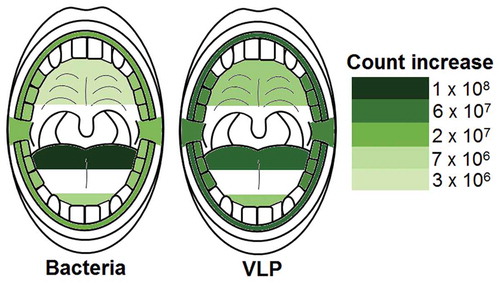 Figure 5. Heat maps showing the average increase in bacteria and VLP after sleep at sampled locations. All sampled oral locations significantly increased in bacteria and VLP during sleep (p < 0.05). The back of the tongue was the location that increased the most in both bacteria and VLPs during sleep with counts of 1.1 ± 0.2 × 108 and 7.0 ± 4.7 × 107 respectively. The palate increased the least in both bacteria and VLP with counts of 3.6 ± 1.4 × 106 and 1.2 ± 1.0 × 107 respectively