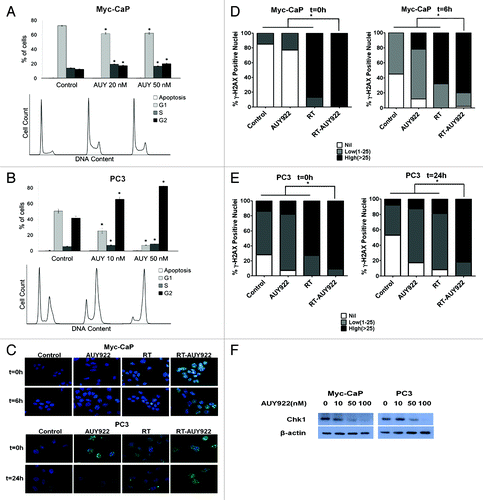 Figure 3. Mechanisms of AUY922 mediated radiosensitization in vitro. (A) Unsynchronized Myc-CaP cells were exposed to vehicle control, 20 nM AUY922 or 50 nM AUY922 for 24 h and then fixed with ethanol for cell cycle analysis. (B) PC3 cells were synchronized, then re-fed with complete medium (10% serum) either containing vehicle control, 10 nM AUY922 or 50 nM AUY922 for 24 h and then fixed with ethanol for cell cycle analysis. Percent of cells in G1, S and G2 phases with SEM is plotted for control and AUY922 arms, with corresponding histograms generated from flow cytometry shown below each bar plot. Treatment with AUY922 caused a G2-M arrest in unsynchronized Myc-CaP and synchronized PC3 cells at a similar time radiation would be delivered in clonogenic survival experiments in Figure 1. Asterisks denote significant differences from corresponding columns in the control arm for each cell line by Student’s t-test (all p < 0.001). (C) Immunofluorescence (IF) for γ-H2AX foci and then staining for DAPI were performed (note: the t = 0 time point actually represents cells that were fixed at < 30 min post-irradiation). Fluorescent images were captured at 63x using a fluorescent microscope with uniform exposures of 24 ms for DAPI and 900 ms for Alexa Fluor 488 used for Myc-CaP cells. Images for PC3 cells were taken with uniform exposures of 50ms for DAPI and 1500 for Alexa Fluor 488. Representative images are shown for the Myc-CaP and PC3 cells at 6h and 24h respectively, for each of the treatment arms. The percent of nuclei demonstrating high (> 25), moderate (10–25), low (< 10) or no γ-H2AX foci was quantitated for both (D) Myc-CaP and (E) PC3 cell lines at the time points depicted by counting ≥ 3 representative high-power fields (HPF). The results of this quantitation were represented graphically with SEM for each treatment arm of each cell line (D and E). For both cell lines, radiation and AUY922 (RTAUY922) resulted in a greater percent of nuclei with a high number of γ-H2AX foci at both time points as compared with all of the other arms (p < 0.05). Asterisks represent significant differences between treatment arms by Fisher’s exact test as indicated by accompanying brackets. All experiments were done in triplicate and repeated. (F) Cells were exposed to 24 h of AUY922 at the indicated concentration prior to western blotting for DNA damage response regulator Chk1.