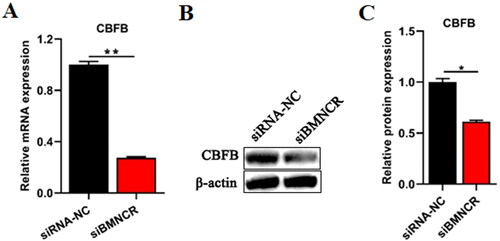 Figure 6. BMNCR could regulate the expression of CBFB in BMECs. After transfected siBMNCR into BMECs for 48 h. (B) The mRNA level of CBFB was explored by qRT-PCR. (C) The protein level of CBFB was explored by Western blot. (D) The relative protein level of CBFB was calculated by ImageJ. Data are means ± SE of n = 3 independent experiments, each performed in triplicate, and normalized to GAPDH. *, p < .05 and **, p < .01.