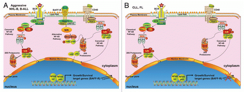 Figure 1 Schematic model for deregulation of BAFF-R expression in aggressive NHL-B, B-ALL, and indolent CLL and FL. (A) Aggressive lymphomas and leukemias, such DLBCL and B-ALL, respectively, constitutively express TNF-Receptors like CD40 and BAFF-R, as well as the B-cell receptor for mediating autonomous cell growth and survival mechanisms through internal deregulation of the ligand/receptor dyad, leading to the activation of the alternative and canonical NF-kB pathways. (B) Unlike aggressive lymphomas and leukemias, indolent lymphomas and leukemias such as CLL and FL, likely acquire key growth and survival signals from the outside environment. In addition, BAFF-R is down-regulated, possibly involving post-transcriptional mechanisms.