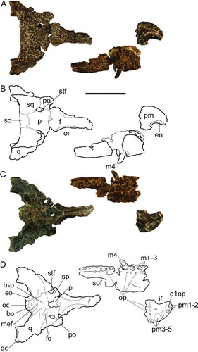 FIGURE 5 Holotype (UF 245503) and paratype (262800) of Centenariosuchus gilmorei, gen. et sp. nov., from the early–middle Miocene Cucaracha Formation of Panama. A and B, skull and snout in dorsal view; C and D, skull and snout in ventral view. Abbreviations: bo, basioccipital; bsp, basisphenoid; d1op, occlusal pit for first dentary tooth; eo, exoccipital; f, frontal; fo, foramen ovale; en, external nares; m, maxilla; m1–3, first through third maxillary teeth; m4, fourth maxillary tooth; mef, medial eustachian foramen; ncs, neurocentral suture; oc, occipital condyle; op, occlusal pits; or, orbit; p, parietal; pm, premaxilla; pm1–2, first and second premaxillary alveoli; pm3–5, third through fifth premaxillary alveoli; po, postorbital; q, quadrate; qc, quadrate condyle; so, supraoccipital; sof, suborbital fenestra; sq, squamosal; stf, supratemporal fenestra. Scale bar equals 10 cm.