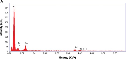 Figure 4 Energy-dispersive X-ray of TeNWs. CHEM-TeNWs were characterized (A) as well as GREEN-TeNWs in both the metallic core (B) and the surrounding coating (C).Abbreviations: CHEM-TeNWs, chemically synthesized TeNWs; GREEN-TeNWs, green-synthesized TeNWs; TeNWs, tellurium nanowires.