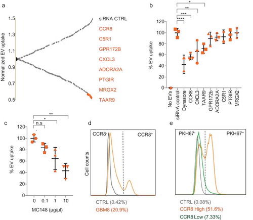 Figure 2. CCR8 acts as an EV receptor (a) GPCR siRNA screening result on HEK-293T cells. Normalised PKH67 fluorescence is displayed on the Y-axis, and each dot represents a siRNA against an individual GPCR Top-8 EV uptake-reducing siRNAs are highlighted in orange and indicated at the right side. (b) siRNA screening validation on GBM8 cells with an independent set of siRNAs. Normalised PKH67 fluorescence (EV uptake) is displayed on the Y-axis. Treatment of cells with Dynasore served as a control for EV uptake reduction. (c) CCR8 inhibitor MC148 reduces EV uptake in a dose-dependent fashion. (d) FACS analysis of CCR8 expression in GBM8 cells. Negative control: No anti-CCR8 primary antibody (e) PKH67 fluorescence (representative of EV uptake) of CCR8− (green) compared to CCR8+ (orange) GBM8 cells. Negative control (grey): GBM8 cells not incubated with PKH67 EVs.