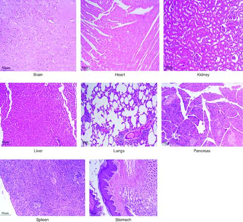 Figure 7. Represent the micrograph of the various vital organs from the group consuming 1000 mg/kg of PHF tablet.