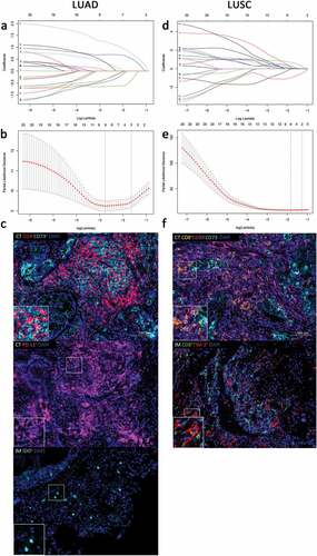 Figure 1. Construction of the ISNSCLC by the LASSO model. LASSO coefficient profiles of 20 significant immune features with the top 20 smallest P-values in LUAD training cohort (a) and LUSC training cohort (d). For tuning parameter selection in the LASSO model, by 10-time cross-validation via 1-SE criteria, λ = 0.194 was chosen in LUAD training cohort (b), and λ = 0.283 was chosen in LUSC training cohort (e). Representative multiplex fluorescent immunohistochemistry images show the final features enrolled in ISLUAD (c) and in ISLUSC (f). Bar, 100 µm. IS, immunological score; NSCLC, non-small cell lung cancer; LUAD, lung adenocarcinoma; LUSC, lung squamous cell carcinoma; CT, the core of tumor; IM, invasive margin.