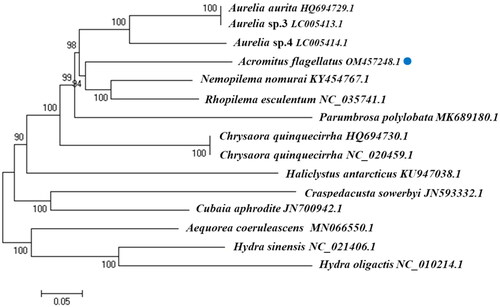 Figure 1. Phylogenetic relationship revealed by neighbor-joining tree.