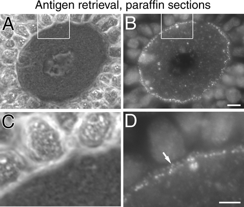 Figure 5 Detection of Cx37 in the zona pellucida is more difficult in paraffin sections treated for antigen retrieval than in untreated frozen sections. A paraffin section of mouse ovary was boiled in 10 mM EDTA pH 8 to effect antigen retrieval and then immunostained with 18264 antibody. (A, B) A more consistent ring-like concentration of staining at or near the surface of the oocyte is observed compared with immunostained frozen sections. It is difficult to determine if there is staining in the ZP because the zona is compressed following paraffin embedding and antigen retrieval. There is relatively less staining in the ooplasm compared with frozen sections. (C, D) Higher magnification images of the same follicle shown in A and B. Some Cx37 immunostaining can be discerned in the ZP of this particular follicle (arrow), but the signal was weaker than in frozen sections. In other follicles, ZP Cx37 staining was very difficult to detect. White boxes outline the region shown at higher magnification in C, D. Phase contrast images are shown in A, C. Epifluorescence images are shown in B, D. Scales bars represent 10 μm in A, B and 5 μm in C, D.