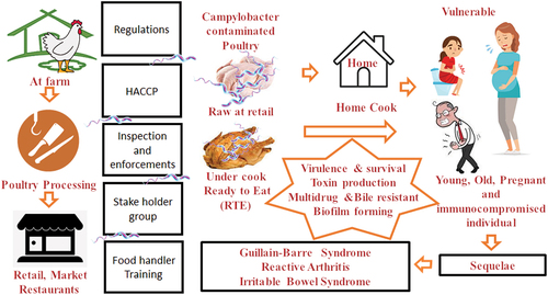 Figure 1. Overview of human campylobacteriosis.