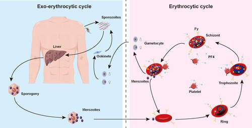 Figure 1. The life cycle of Plasmodium spp and platelet-associated parasite killing during erythrocytic stage. Platelet factor 4 (PF4) was released by platelets following cell-to-cell contacts with Plasmodium-infected red blood cells (iRBC). PF4 enters the cell via Duffy-antigen (Fy) and kills Plasmodium directly.