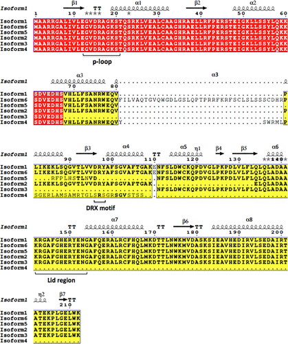 Figure 1. Sequence alignment of human TMPK isoforms. Accession numbers: Isoform 1 (Np_036277.2), isoform 2 (Np_001158503.1), isoform 3 (Np_001307831.1), isoform 4 (Np_001307832.1), isoform 5 (Np_001307833.1), isoform 6 (Np_001307834.1). Important functional motifs are marked. The structure-based sequence alignment was performed by using the ESPript 3.0 program.[Citation15]