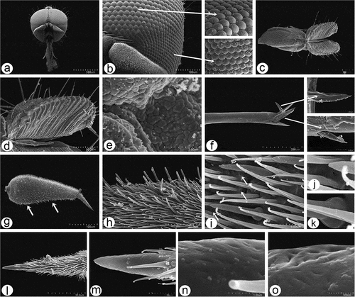 Figure 8. Scanning electron microscopy of Rhamphomyia aquila sp. nov. male head and antennal sensilla. (a–b) Holoptic eyes, with enlarged facets along dorsal half; (c–d) labellum with distinct pseudotracheae; (e) sponge-like general surface of pseudotracheae; (f) labrum with piercing, serrate apical part (white arrows); (g) expanded and convex ventral basal of postpedicel with basiconic sensilla (arrows); (h–k) regularly arranged basiconic sensilla with swollen bases and small pores of sensilla ampullacea (white arrows); (l–o) stylus, mechanoreceptor porous with dense covering of microtrichia.