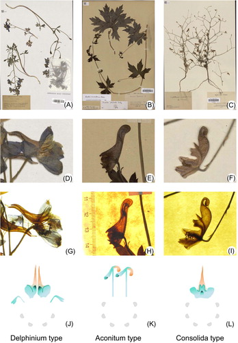 Figure 2. Images of the dried flowers used for the geometric morphometric analyses. (A–C) Images of the full herbarium specimens. Digital images of the specimens can be visualized and downloaded using the following link: https://science.mnhn.fr/institution/mnhn/collection/p/item/search/form. (D–F) Focus on the flowers that were analyzed. (G–I) The same flowers, trans-illuminated. (J–L) The corresponding corolla of each flower type. The nectar spurs are indicated in orange. The petal primordia with an arrested development are represented with gray half-disks.