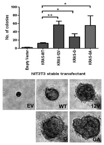 Figure 3.KRAS insertion mutants promoted anchorage-independent growth in soft agar. NIH3T3 cells stably transfected with pcDNA3.1 empty vector (EV), wild-type KRAS (WT), G12V KRAS mutant (G12V), 10G11 and 11GA12 mutants were cultured in soft agar for analysis. Representative microscopic pictures of colony from each transfectant were taken (Magnification, 400×). The number of colony in each transfectant was plot in the bar chart and the results shown were mean and standard deviation from three independent experiments. The P value of < 0.05 and < 0.001 were denoted as * and ** respectively.