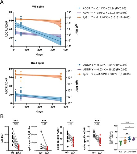 Figure 8. ADCP and ADNP responses were more durable and cross-reactive than IgG and NAb responses induced by CoronaVac. (A)The waning rate of ADCP, ADNP and IgG titer specific to WT strain and BA.1 Spike after 3 doses of CoronaVac. (B) The fold changes of NAbs, IgG titer, ADCP, and ADNP specific to BA.1 over WT Spike at week 2 following 3rd dose of CoronaVac. Statistical differences of fold changes among NAbs, IgG titer, ADCP, and ADNP specific to BA.1 over WT Spike were calculated using the Kruskal-Wallis test with correction by controlling the false discovery rate. * indicates p < 0.05, ** indicates p < 0.01, *** indicates p < 0.001, **** indicates p < 0.0001. ns indicates no significant difference.