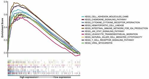 Figure 5. GSEA of top ten KEGG pathways with the highest FDR q values for samples with high CXCR4 expression. Individual lines represent a specific KEGG pathway and associated color; left-hand-side genes were positively associated with CXCR4, and genes on the right negatively correlated with CXCR4