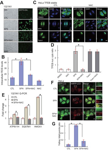 Figure 4. SFN regulates TFEB activation and autophagic induction via ROS elevation. (A) SFN (15 μM for 2 h) treatment increased cellular ROS levels, as measured by the fluorescence intensity of DCFH-DA (green; a ROS-sensitive dye [Citation24]) in 1321N1 cells. The increase was prevented by co-treatment of NAC (5 mM), a commonly used antioxidant compound [Citation24]. Scale bar: 40 μm. (B) Quantification of results shown in A. N = 30–40 randomly selected cells from 3 independent experiments. (C) NAC (5 mM) pretreatment blocked SFN (15 μM, 4 h)-induced, but not torin1 (1 μM)-induced TFEB translocation in HeLa GFP-TFEB stable cells. Nuclei were labeled with DAPI (blue). Scale bar: 10 μm or 2 μm (for zoom-in images). (D) Ratios of nuclear vs. cytosolic TFEB shown in C. N = 30–40 randomly selected cells from at least 4 independent experiments. (E) Effects of NAC (5 mM) co-treatment on SFN (15 μM, 9 h) -induced expression of TFEB target autophagic genes in 1321N1 cells (n = 3 independent experiments). (F) Effects of NAC (5 mM) co-treatment on SFN-induced autophagosome accumulation in HeLa cells stably expressing mRFP-GFP-LC3. Scale bar: 10 μm. (G) Quantitative analysis of results shown in F. (N = 30–40 randomly selected cells from 3 independent experiments). For all panels, data are presented as mean ± s.e.m.; *P < 0.05, ANOVA