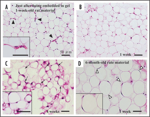 Figure 4 Histology of adipose tissue in adipose tissue-organotypic cultures of 1-week-old (A, B and C) and 6-month-old rat materials (D). (A) Adipose tissue fragment just after being embedded in collagen gel has viable mature adipocytes with a large single lipid droplet and a peripherally located nucleus, hence have been called unilocular fat cells. Capillary network (arrowheads and inset) is seen among mature adipocytes. Note that erythrocytes are seen in capillaries. (B) At 1 week in culture, viable mature adipocytes are maintained at the center of the tissue fragment and they have no drastic morphological change. However, capillary network disappears within the tissue fragments. Spindle-shaped cells do not develop at the central part of the fragment. (C) Even at 4 weeks in culture, mature adipocytes are well retained within the fragment, and spindle-shaped cells are also not observed at the center. (D) Mature adipocytes within the fragments derived from 6-month-old rats are also well retained at 1 week in culture. Notice that the size of 6-month-old rat-derived mature adipocytes is about 1.5 to 2 times that of 1-week-old rat-derived mature adipocytes (B). A, B, C and D, H–E staining.