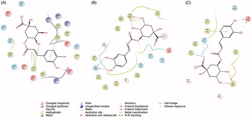 Figure 6. Binding interactions of the best pose of chlorogenic acid in complex with: α-glucosidase (A), butyrylcholinesterase (B), and α-amylase (C) (cut-off 4 Å).