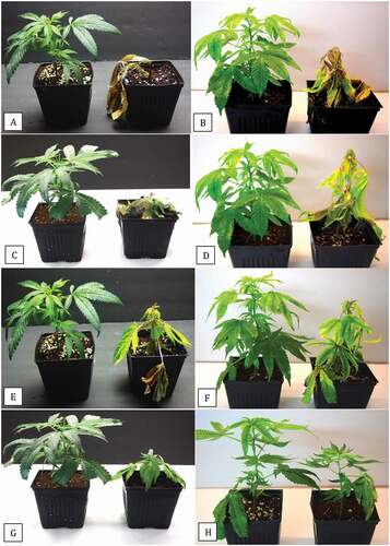 Fig. 6 (Colour online) Disease symptoms 3 weeks after inoculation of rooted cuttings of two cannabis strains with isolates selected to represent four Pythium species. In the left panel (a, c, e, g) is strain ‘Hash Plant; in the right panel (b, d, f, h) is strain ‘White Rhino’. The four species inoculated were P. myriotylum (a, b), P. ultimum (c, d), P. dissotocum (e, f) and P. catenulatum (g, h). In each photo, noninoculated plants are shown on the left. The isolates used are shown in Table 1.