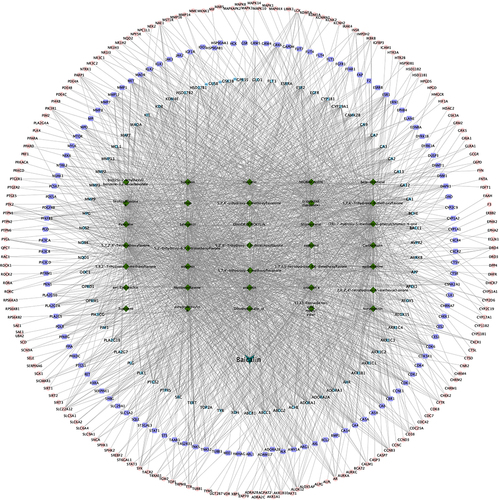 Figure 2 Active ingredients-target network construction. The dark green circular node represents active ingredients of Scutellaria baicalensis, and the other nodes represent the targets.