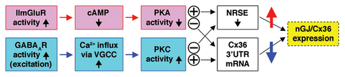 Figure 1 Simplified model of mechanisms for the developmental increase in neuronal gap junction coupling and connexin 36 expression in the mammalian CNS. Note that in developing neurons, the GABAAR-dependent pathway is excitatory and causes cell depolarization and Ca2+ influx. cAMP, cyclic AMP; GABAAR, GABAA receptor; IImGlur, group II metabotropic glutamate receptor; nGJ/Cx36, neuronal gap junction coupling and connexin 36; NRSE, neuron-restrictive silencer element; PKA, protein kinase A; PKC, protein kinase C; 3′UTR, 3′-untranslated region; VGCC, voltage-gated Ca2+ channels; ⊕, activation of group II mGluRs or GABAARs; ⊖, inactivation of group II mGluRs or GABAARs; ↑, increase; ↓, decrease. See text for details.