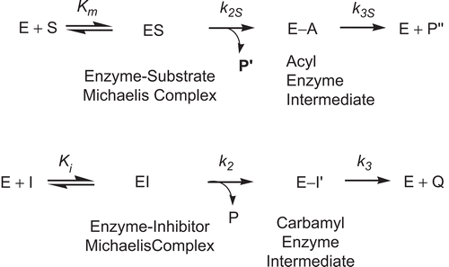 Scheme 4.  Kinetic scheme for pseudo substrate inhibition of BChE by 2-norbornyl-N-n-butylcarbamate in the presence of substrate. E, enzyme; E-A, acyl enzyme; EI, enzyme–inhibitor Michaelis complex; E-I9, carbamyl enzyme; ES, enzyme–substrate Michaelis complex; I, pseudo substrate inhibitor; k2, carbamylation constant; k3, decarbamylation constant; k2S, formation rate constant of E-A; k3S, deacylation constant of E-A; Ki, inhibition constant; Km, Michaelis–Menten constant; P, product, 2-norborneol; P9, product, thiocholine; P99, product, butyrate; Q, product, butylcarbamic acid; S, substrate, BTCh.