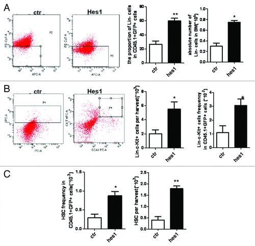 Figure 6. HSCs/HPCs with Hes1 overexpression were preserved under leukemic environment. The Hes1-transduced mouse model is described in detail in Materials and Methods. On day 10 after transplantation, the absolute number and proportion of normal CD45.1+GFP+Lin- cells (A), CD45.1+ GFP+ HSPCs (B), CD45.1+ GFP+ HSCs (C) were analyzed with BD FACS Aria II.