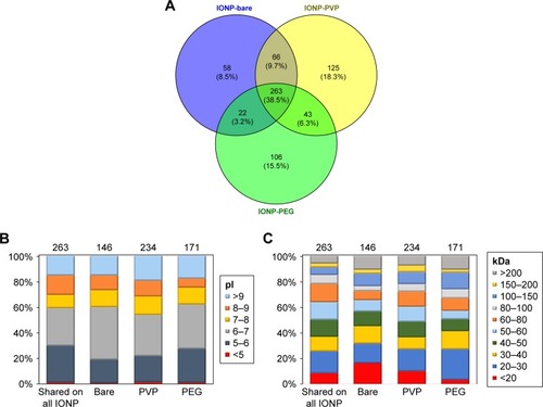 Figure 2 Characteristics of recovered in the coronas of the three IONP.Notes: Venn diagram showing the number of identified proteins and the relative percentage of each group to the total shared (A). Proteins were classified according to their isoelectric point (B) or molecular weight (C) and their relative percentages are shown.Abbreviations: IONP, iron oxide nanoparticles; PEG, polyethyleneglycol; PVP, polyvinylpyrrolidone.